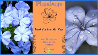 Plumbago du Cap la belle Africaine plumbago vegetosphere garden flowers [upl. by Kcirddet]