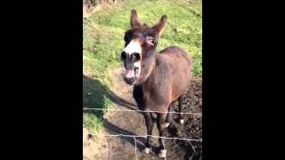 âne qui braie  donkey braying  cri âne Lâne chanteur [upl. by Brace]