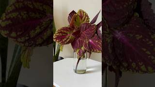 Coleus Plant Decoration  Water Propagation [upl. by Edyaj560]