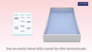 Animation 272 Gel electrophoresis [upl. by Annaeed261]