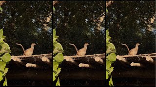 daily vlog birds [upl. by Anul]