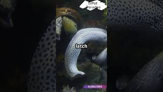 🤯 Did You Know Moray Eels Have TWO Jaws 🦷 How They Hunt with This Weird Trick  facts shorts [upl. by Mali]