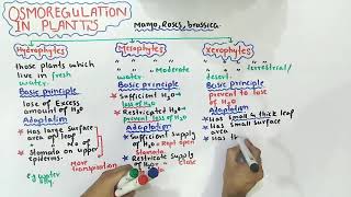 Osmoregulation in plants  mesophytes xerophytes And hydrophytes  Class 12 Biology [upl. by Jobi]