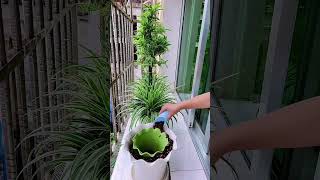 GShopping Wave ResiflowerChange the flowerpot of the spider plant into a larger and more beautiful e [upl. by Retsub352]