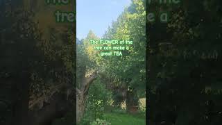 TILIA OR LINDEL TREE health tea tilia fyp short trending goodvibes [upl. by Evetta]