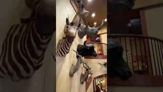 The Buckhorn Museum Walkthrough animals taxidermy museum [upl. by Kcirdnekel]