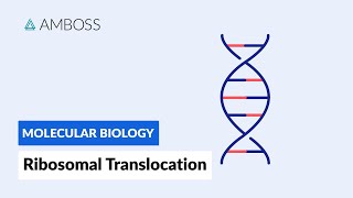 Ribosomal Translocation To the Endoplasmic Reticulum [upl. by Nrek]