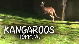 Kangaroos Hopping Kangaroo in Pouch Kangaroos Playing [upl. by Aelhsa979]