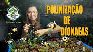 POLINIZAÇÃO  DIONAEA MUSCIPULA  PLANTA CARNÍVORA [upl. by Arinayed]