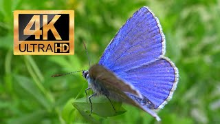 Common Blue  Icarus Blue Butterfly male  Polyommatus icarus 4K Ultra HD [upl. by Blondie]