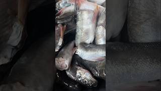 Snow trout ASALA fish riverfish fishcurry shorts shortvideo [upl. by Deach]