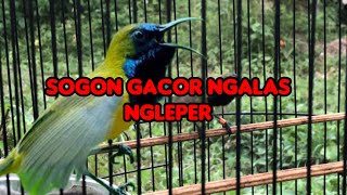 SOGON GACOR DOR NGLEPER [upl. by Violet823]