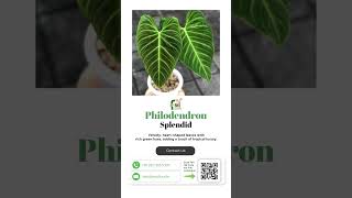 Philodendron Splendid A LowLight Beauty Up Close [upl. by Sukul]