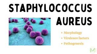 Staphylococcus aureus I Bacteriology I Microbiology I Medinare [upl. by Elburt617]