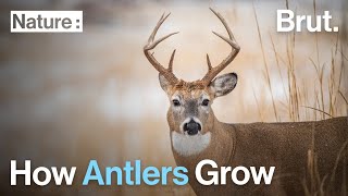 How Antlers Grow [upl. by Legim]