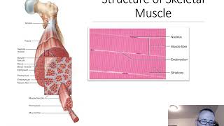 Lecture 5 Skeletal Muscle Physiology [upl. by Lobell462]