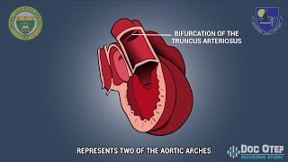 HEART DEVELOPMENT 2D Animation [upl. by Ximenez636]