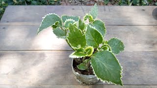 How to propagate acalypha wilkesiana or copperleaf plant and care [upl. by Ynagoham]