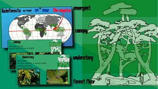 Layers of a Rainforest  EasyTeaching [upl. by Rotciv]