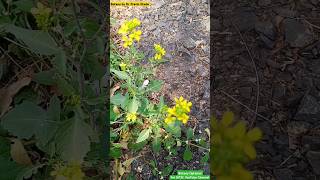 Rhamphospermum arvense  Wild Mustard Plant  Brassicaceae Family brassica mustard planttaxonomy [upl. by Liagabba312]