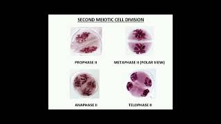 MEIOTIC CELL DIVISION STAGES OF SHORTHORNED GRASSHOPPER MALE Gesonula punctifrons [upl. by Emmerich]