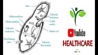 Paramecium In movement under microscope  Parasite  Stool r e  by Youtube Healthcare [upl. by Walden]