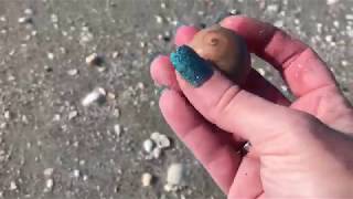 Sanibel Island Shelling  Low Tide at a tide pool  lots of great shells [upl. by Anneg]