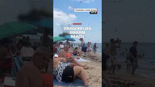 Dragonflies swarm beach [upl. by Orlando779]