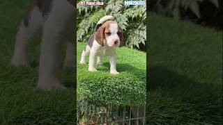 petplanethisar beagle doglover dog music pets puppy love trending facts family cartoon [upl. by Llednil]