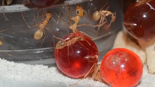 Moving My GOLDEN Honeypot Ants Myrmecocystus mexicanus Into A New Nest [upl. by Brooke758]