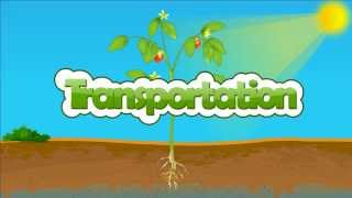 Transportation in plant  xylem and phloem  How are water and minerals transported in plants [upl. by Leohcin]