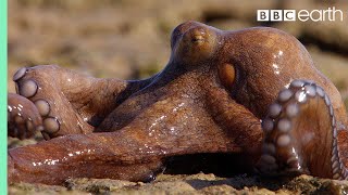 Extraordinary Octopus Takes To Land  The Hunt  BBC Earth [upl. by Sauder]