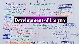 Development of Larynx I Respiratory System Development [upl. by Ringe]