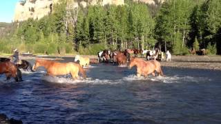 Wranglers drive the horses across a river in Wyoming [upl. by Coucher246]