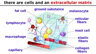 Types of Tissue Part 2 Connective Tissue [upl. by Weight]