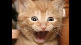 CAT MEMES COMPILATION V01 😸 Funny Cats in Action [upl. by Ianej]