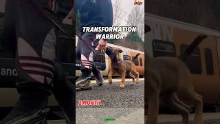 Training k9 dogs at homegermanshepherd chó malinois pets pubg k9 [upl. by Randolph]