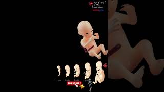 Fetal Growth Embryonic Development Week by Week [upl. by Aynatahs]