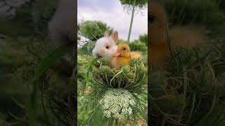 Cute bunny and duck cute rabbit cute little pets in the countryside [upl. by Eiramanitsirhc]