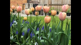 Tulip  Salmon Van Eijk in full bloom  Spring 2019 [upl. by Niklaus]