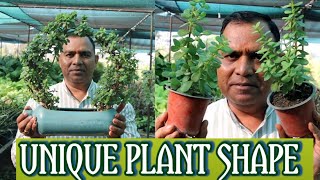 अपने गार्डन को दे एक कलात्मक रूप  Unique Plant Shape Topiyari  9826958307 [upl. by Eirod]