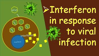 Interferon in Response to Viral Infection [upl. by Laucsap828]