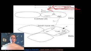 Nitric Oxide NOS and vasodilation [upl. by Ahsielat]