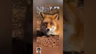 Fox🦊 ai foxs animals fox video shortvideo orange animal [upl. by Tharp]