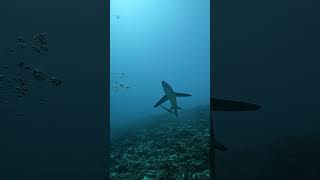 Trasher shark Fuvahmulah  Maldives  extremedivefuvahmulah shark maldivesdiving fish [upl. by Clotilda]