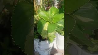 Acalypha plant Care amp Growing Tips Copperleaf Plant Easy Growing Guide [upl. by Aixela254]