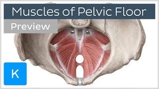 Muscles of the pelvic floor preview  Human Anatomy  Kenhub [upl. by Neetsuj740]