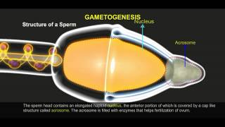 Gametogenesis 512 1 [upl. by Assyla]