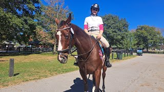 Turndown Da Volume Thoroughbred Makeover 2024 Former Broodmare Division [upl. by Ennovart915]