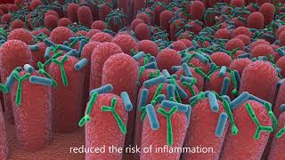 Lactobacillus and Bifidobacterium HEXBIO in our Digestive System [upl. by Eillor929]